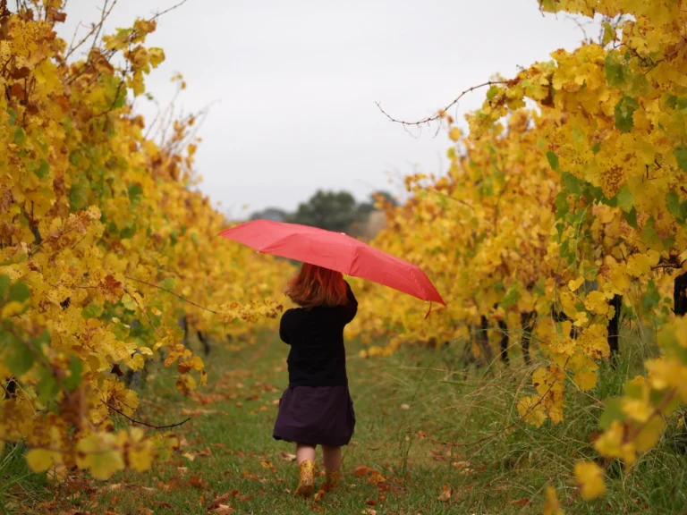 four winds winery_attribution to tripadviser